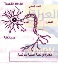 خلية عصبية